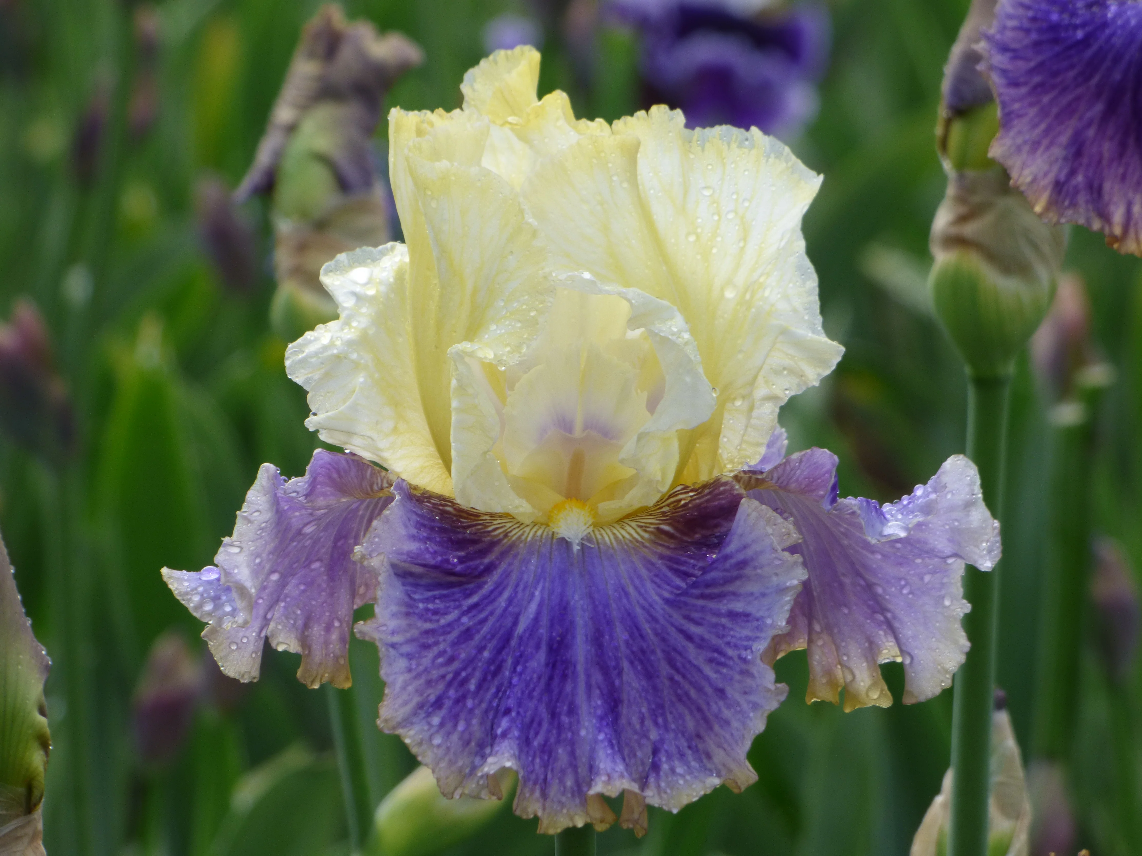 Iris Library