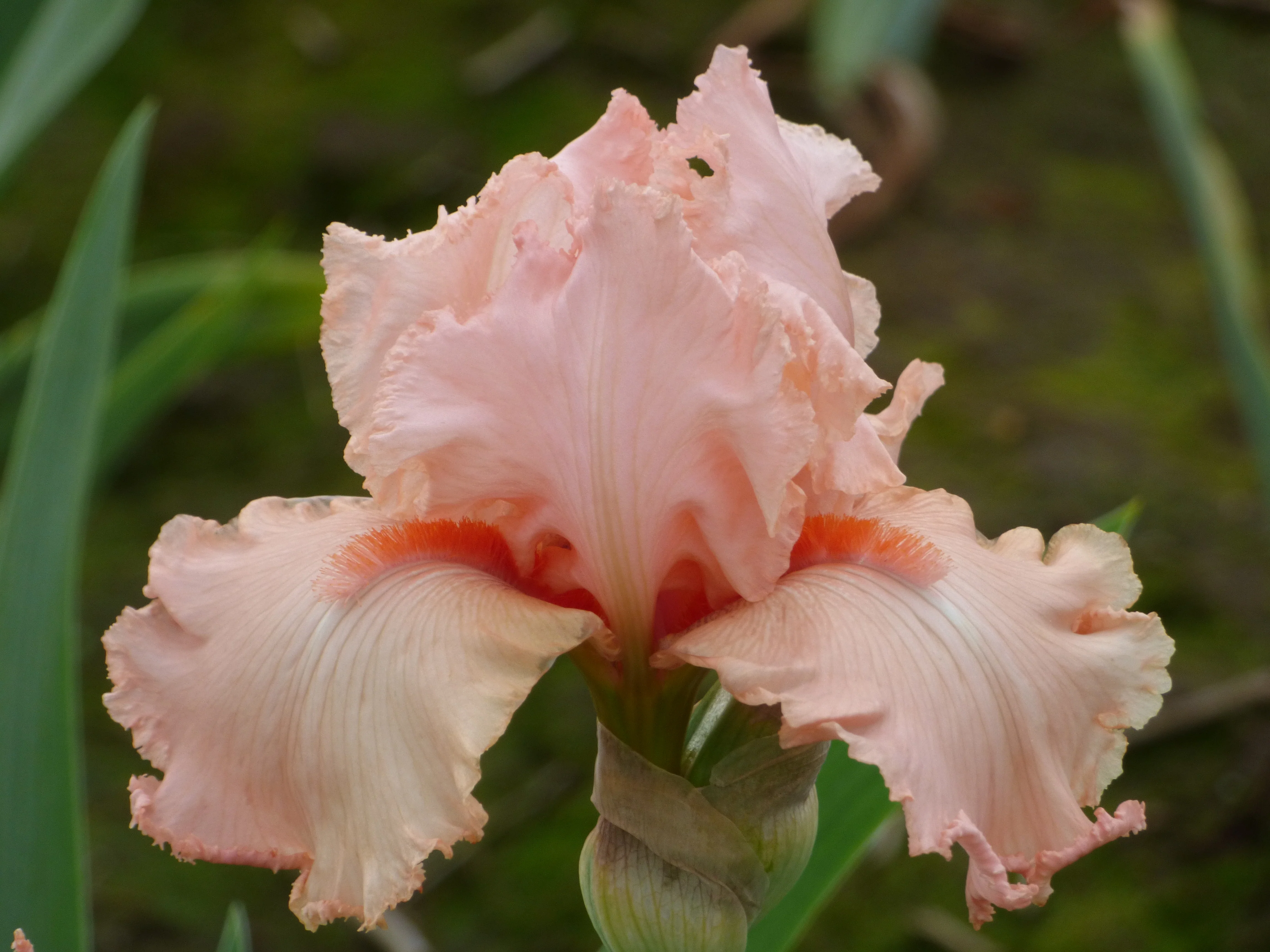 Shop All Bearded Iris