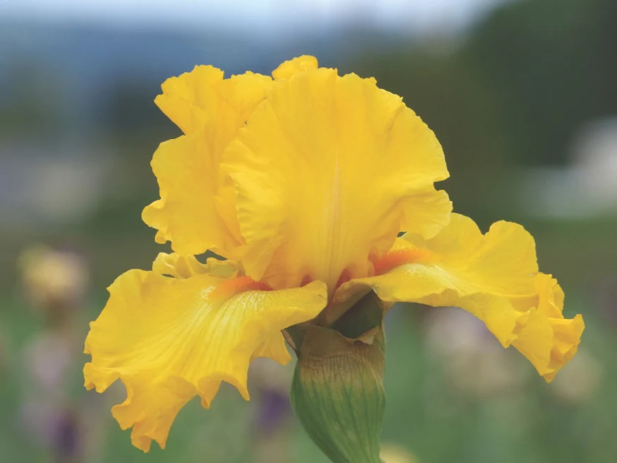 Iris