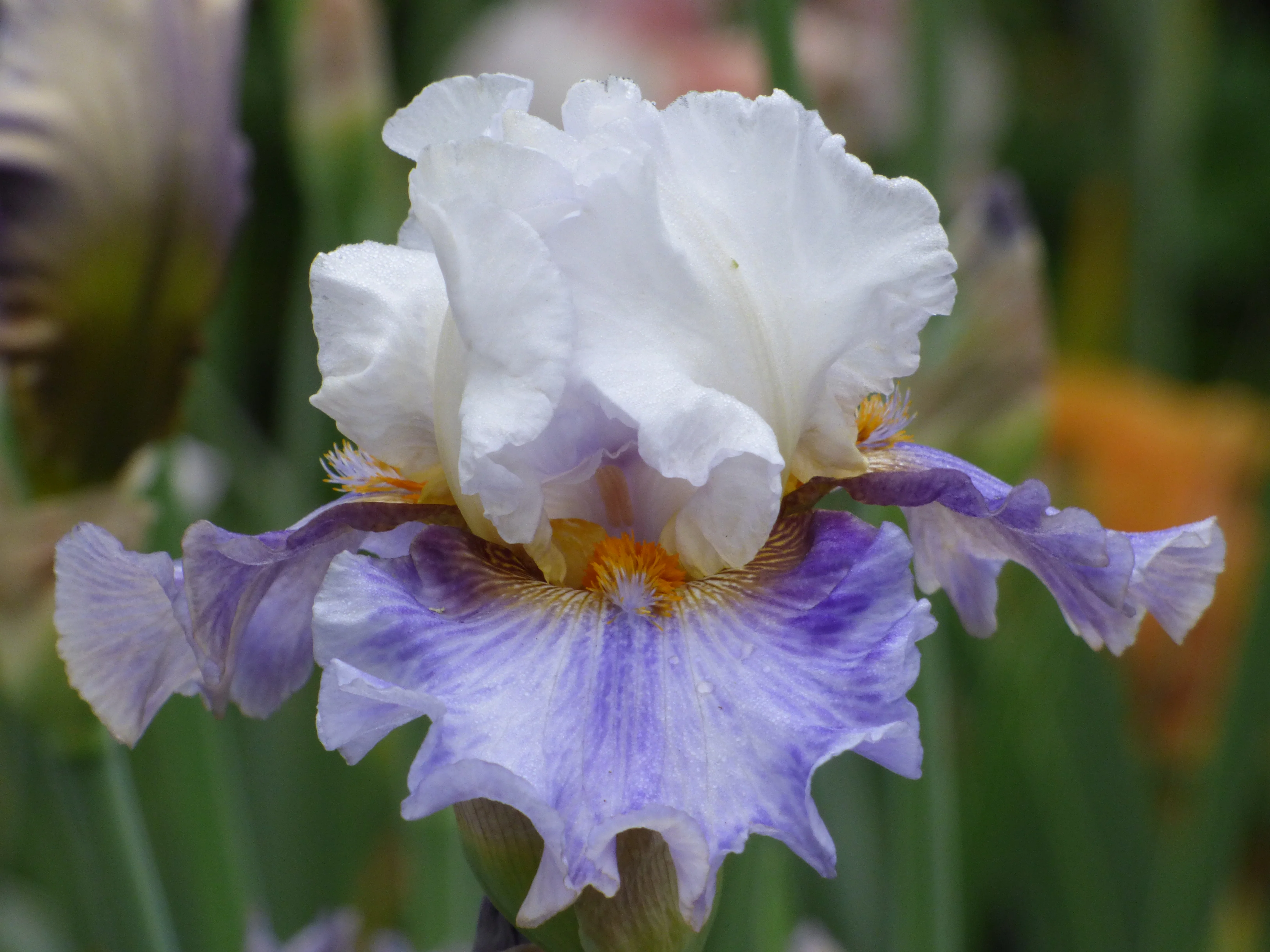 Tall Bearded Iris